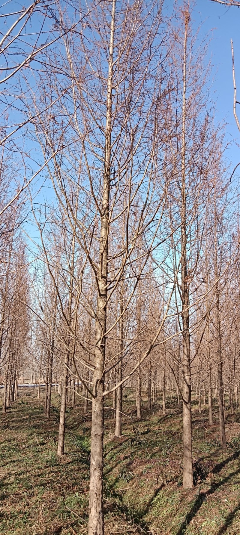 金叶水杉