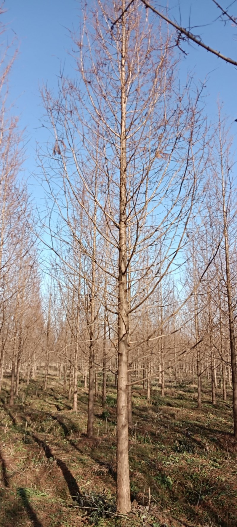 金叶水杉