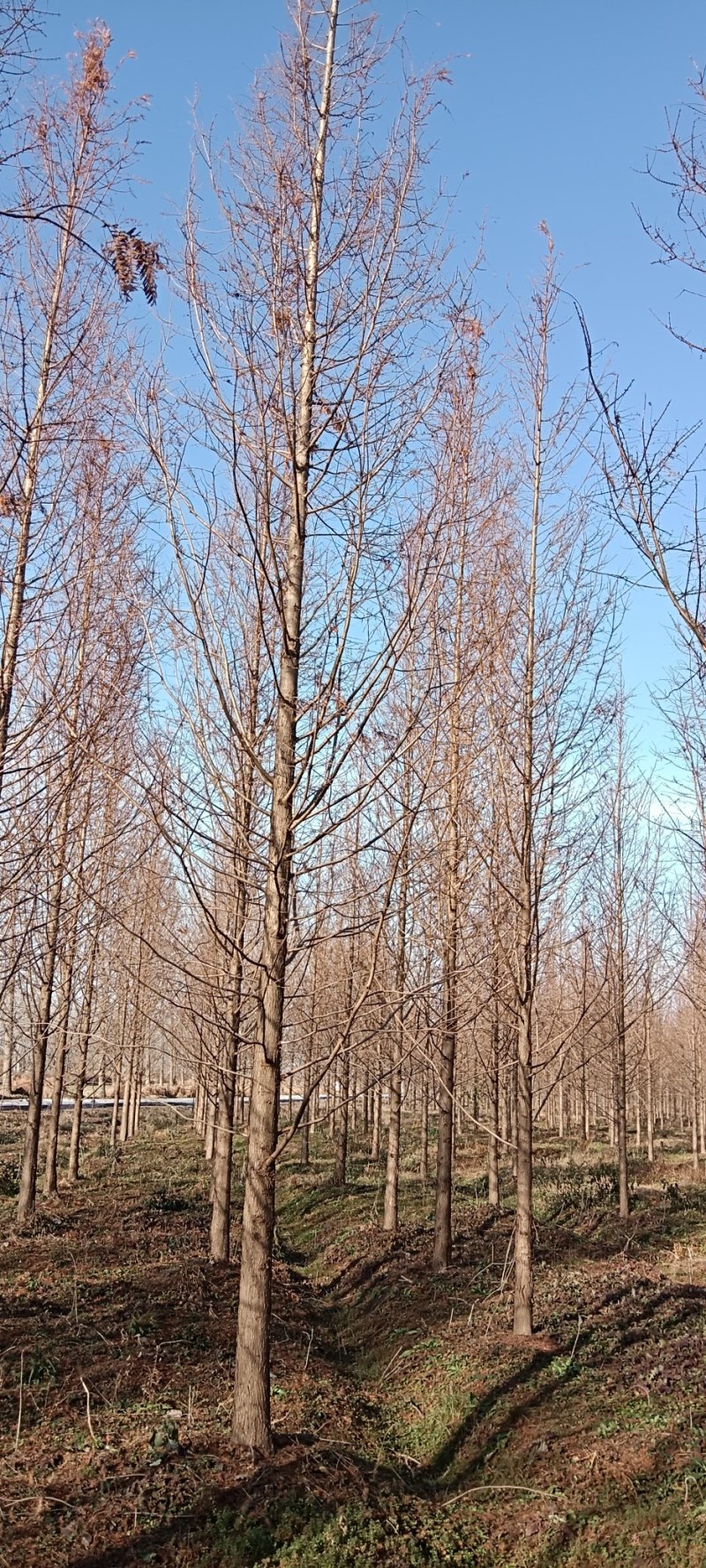 金叶水杉