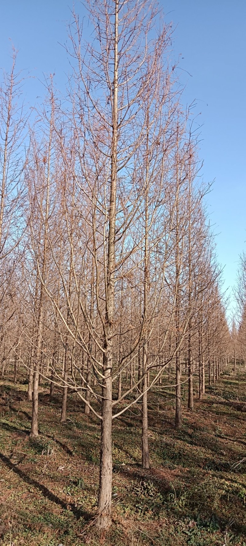 金叶水杉