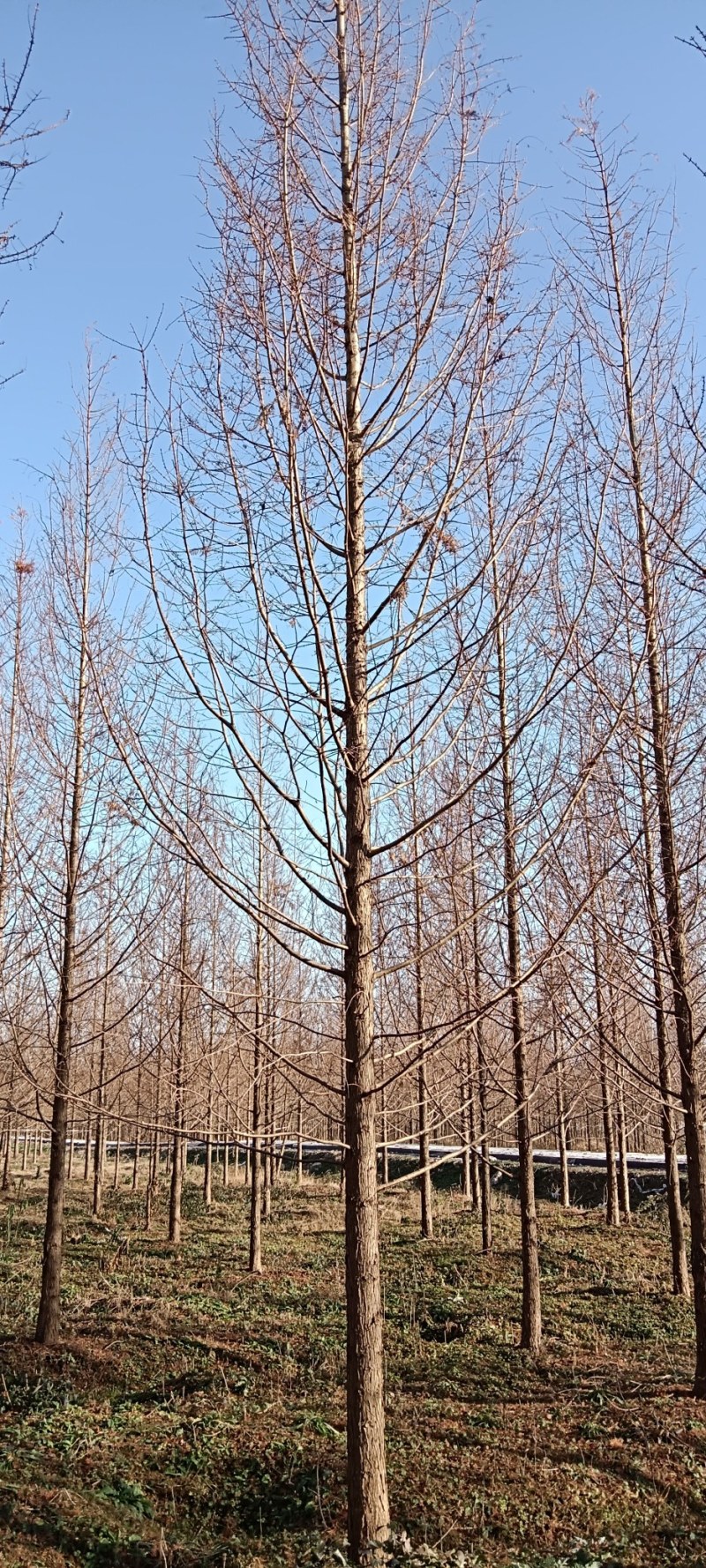 金叶水杉