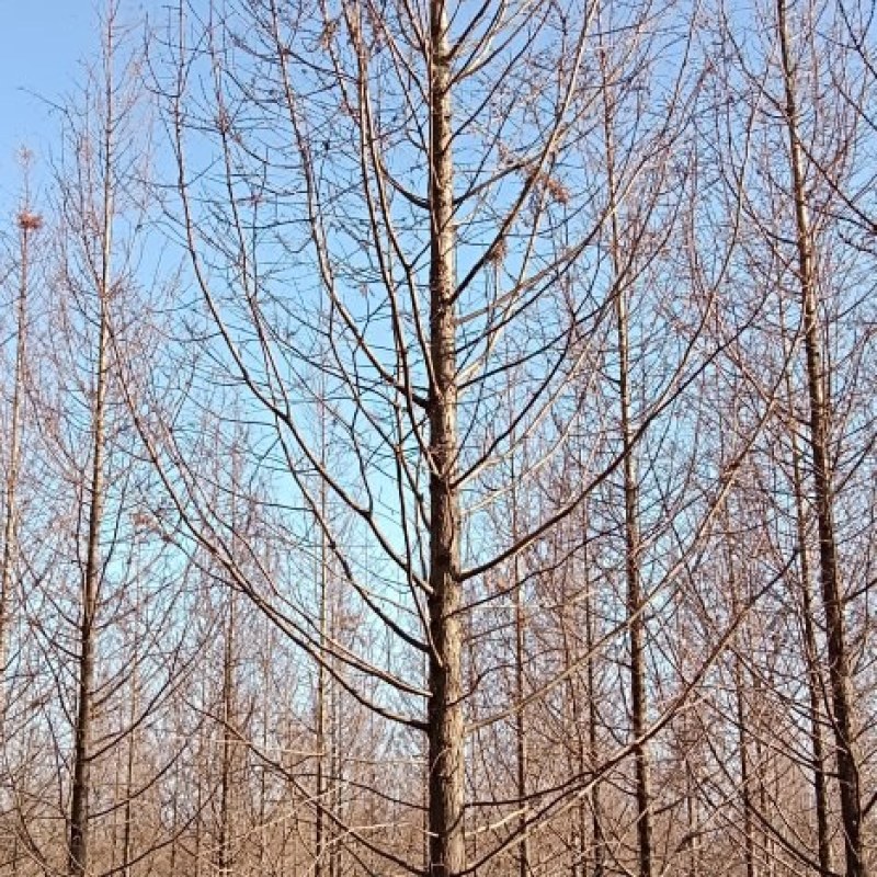 金叶水杉