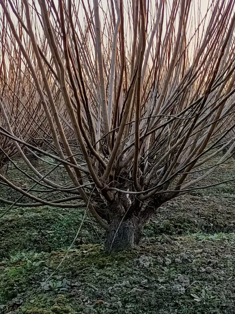 精品丛生红梅