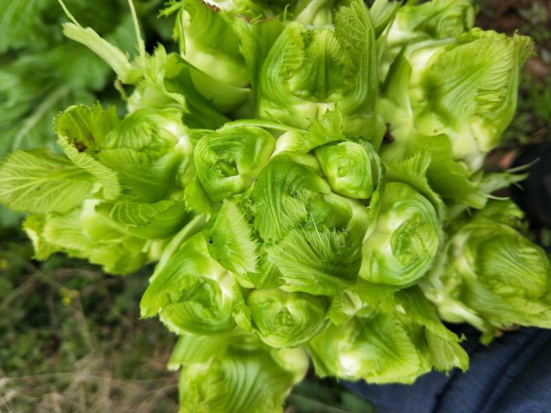 儿菜精品儿菜精品儿菜欢迎新老客户前来购买