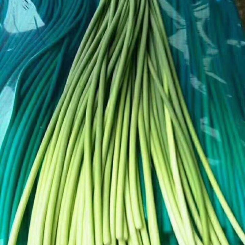 山东蒜薹精品加工，金乡蒜薹清库处理全国发货