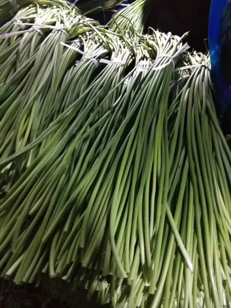 山东蒜薹精品加工，金乡蒜薹清库处理全国发货