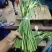 山东蒜薹精品加工，金乡蒜薹清库处理全国发货