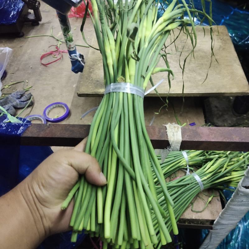 山东蒜薹精品加工，金乡蒜薹清库处理全国发货