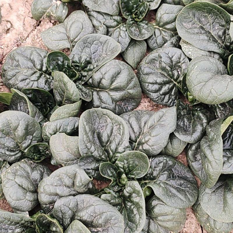 地趴菠菜散装精品菠菜代发全国支持各种包装电商
