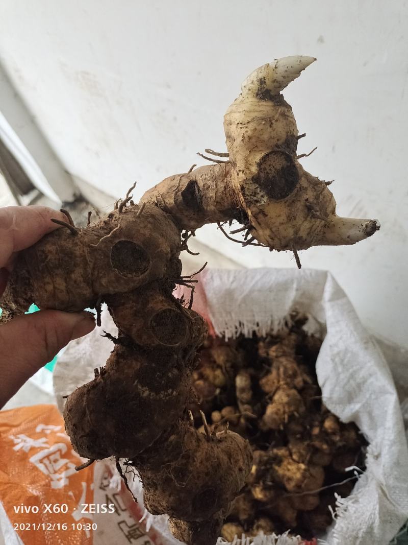 野生姜形倒苗甜黄精大量有货