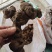 野生姜形倒苗甜黄精大量有货