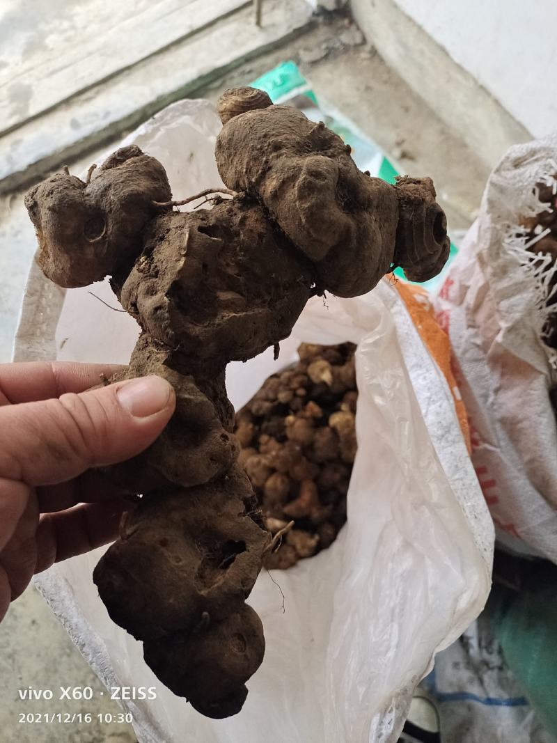 野生姜形倒苗甜黄精大量有货