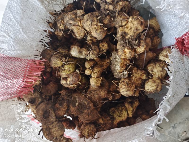 野生姜形倒苗甜黄精大量有货