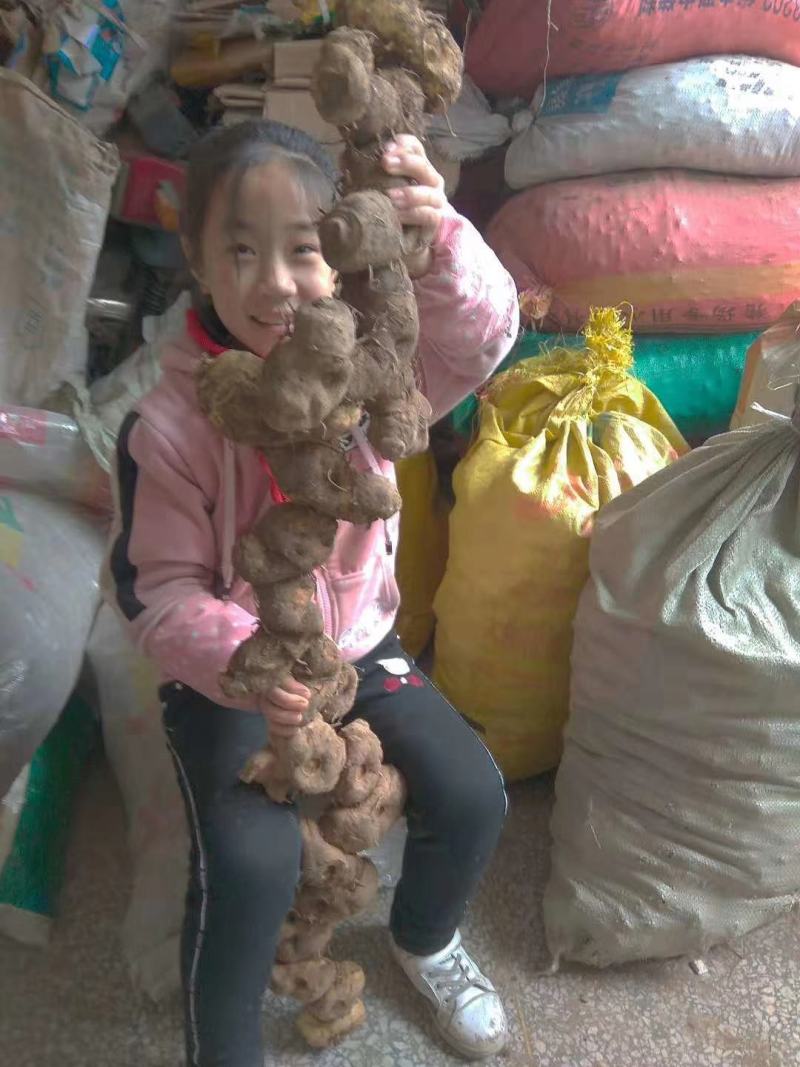 野生姜形倒苗甜黄精大量有货