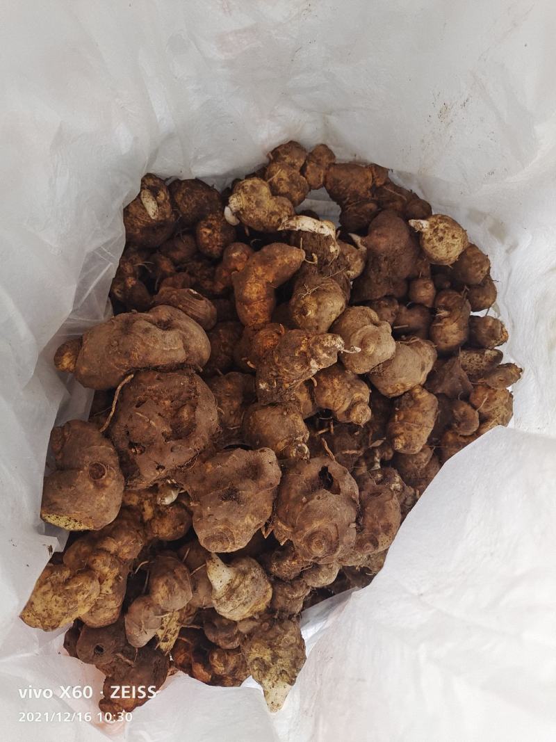 野生姜形倒苗甜黄精大量有货
