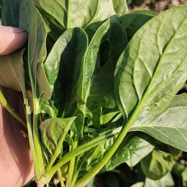 大叶菠菜15公分左右，小棵菠菜马上上市支持各种包装包邮