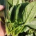 大叶菠菜15公分左右，小棵菠菜马上上市支持各种包装包邮