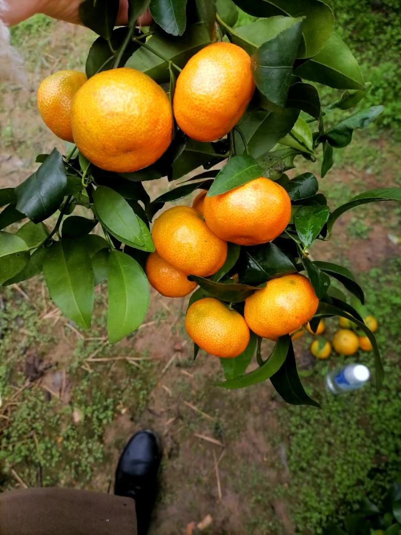 沙糖桔
