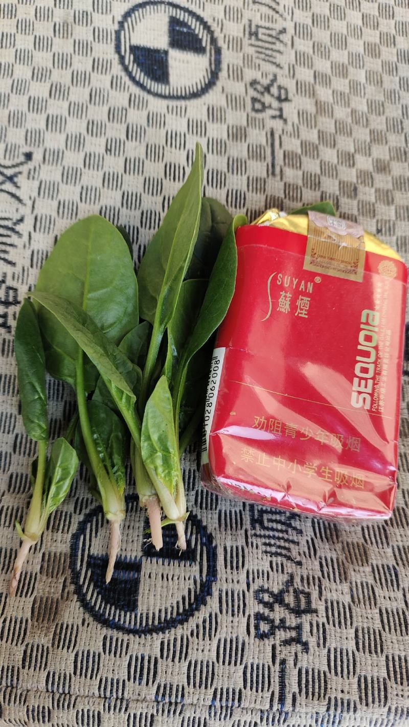 大叶菠菜15公分左右，小棵菠菜马上上市支持各种包装包邮