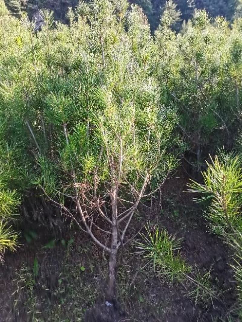 白皮松杯子苗。21杯子单棵定值苗1.2米到2.2米之间。