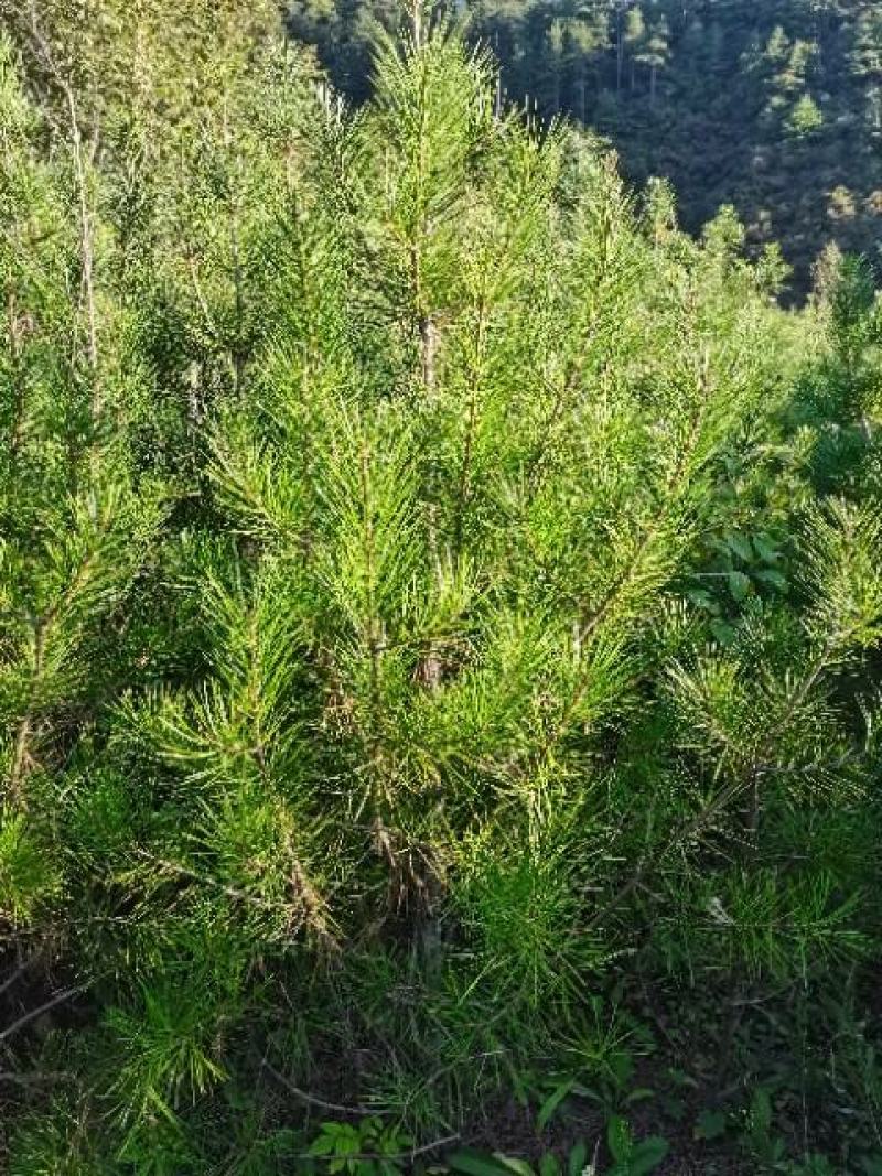 白皮松杯子苗。21杯子单棵定值苗1.2米到2.2米之间。