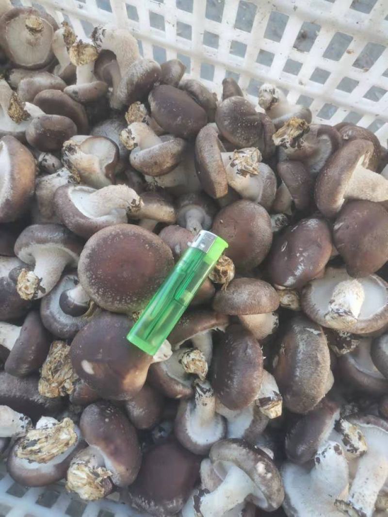 特价引流鲜香菇现货直发可对接全国客商