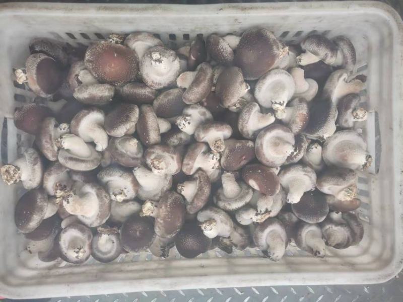 特价引流鲜香菇现货直发可对接全国客商