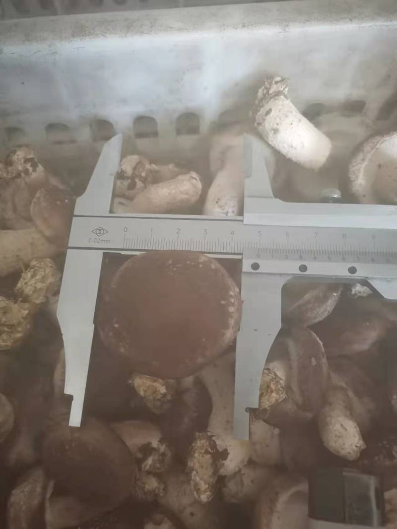 特价引流鲜香菇现货直发可对接全国客商