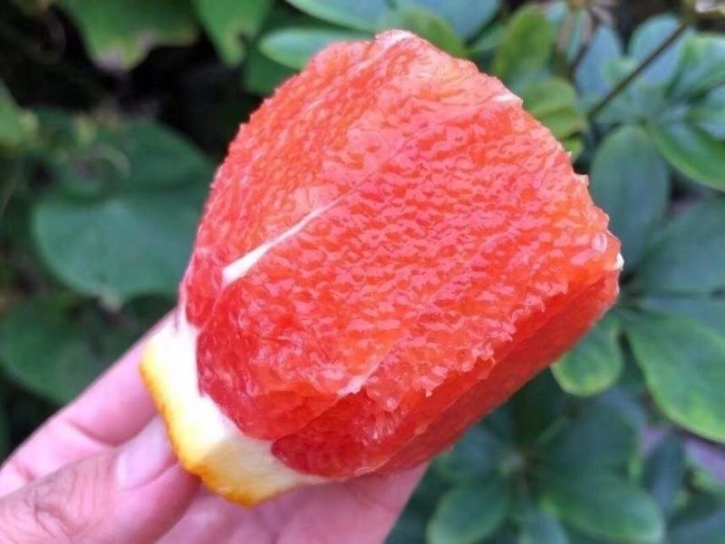 秭归脐橙中华红