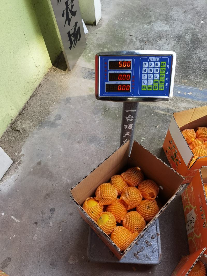 秭归脐橙中华红