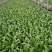 四季油麦菜种子花叶紫红色油麦菜籽春秋季阳台种菜青菜籽蔬菜