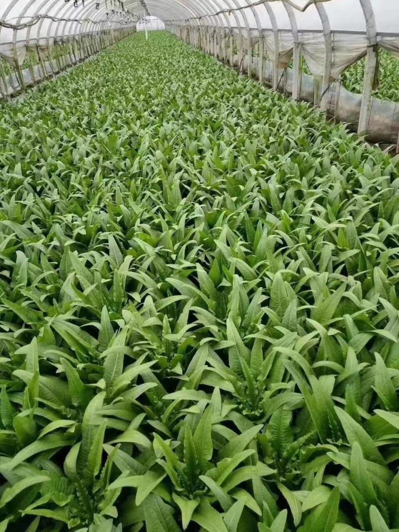 四季油麦菜种子花叶紫红色油麦菜籽春秋季阳台种菜青菜籽蔬菜