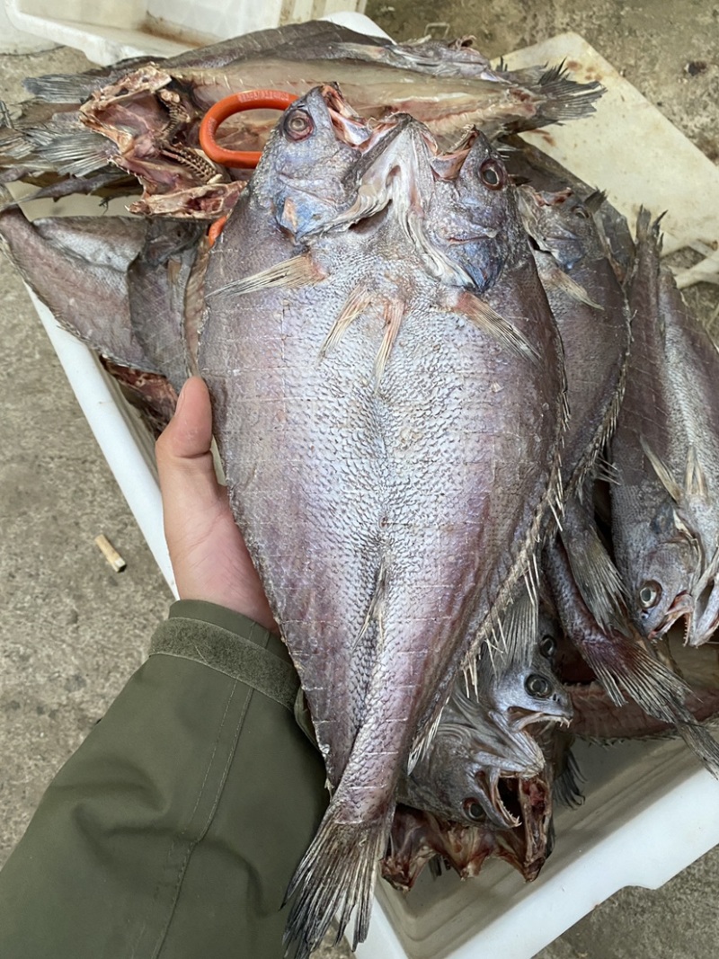 青岛本地淡干海鳗鱼干曼琳鱼七星鳗鱼干甜晒鱼干