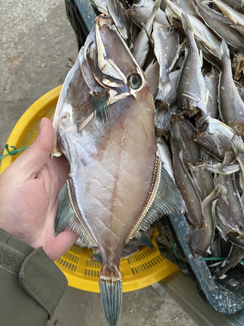 青岛本地淡干海鳗鱼干曼琳鱼七星鳗鱼干甜晒鱼干