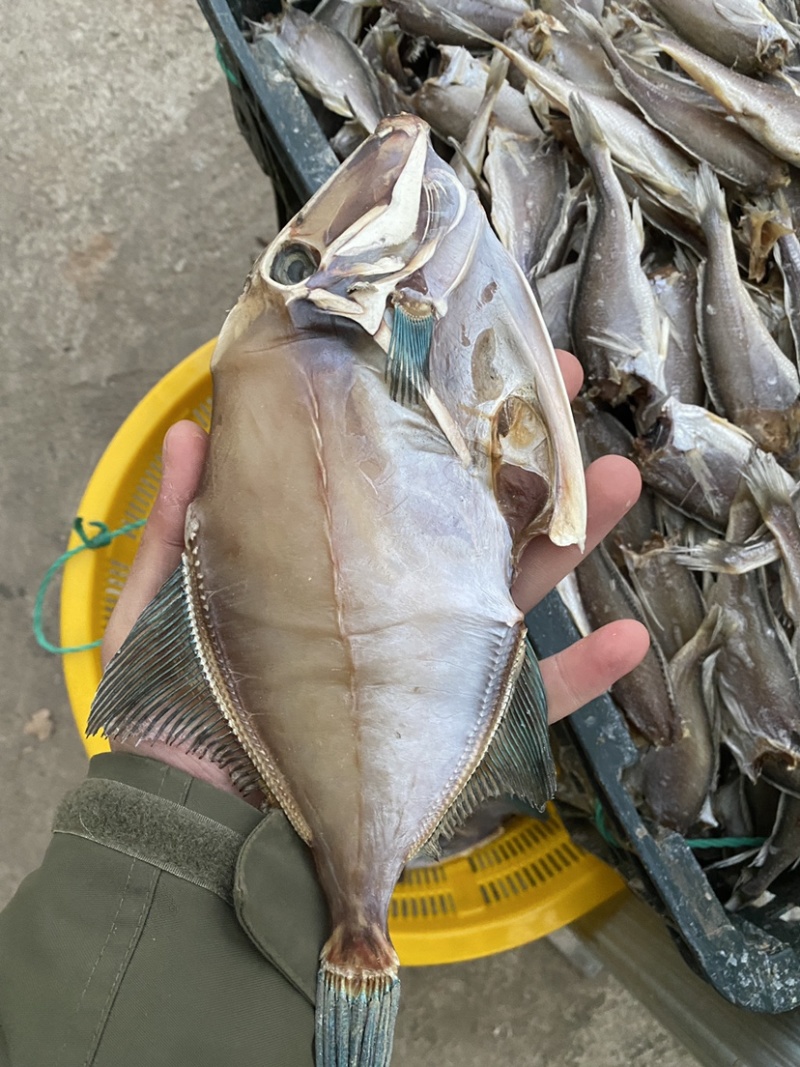 青岛本地淡干海鳗鱼干曼琳鱼七星鳗鱼干甜晒鱼干