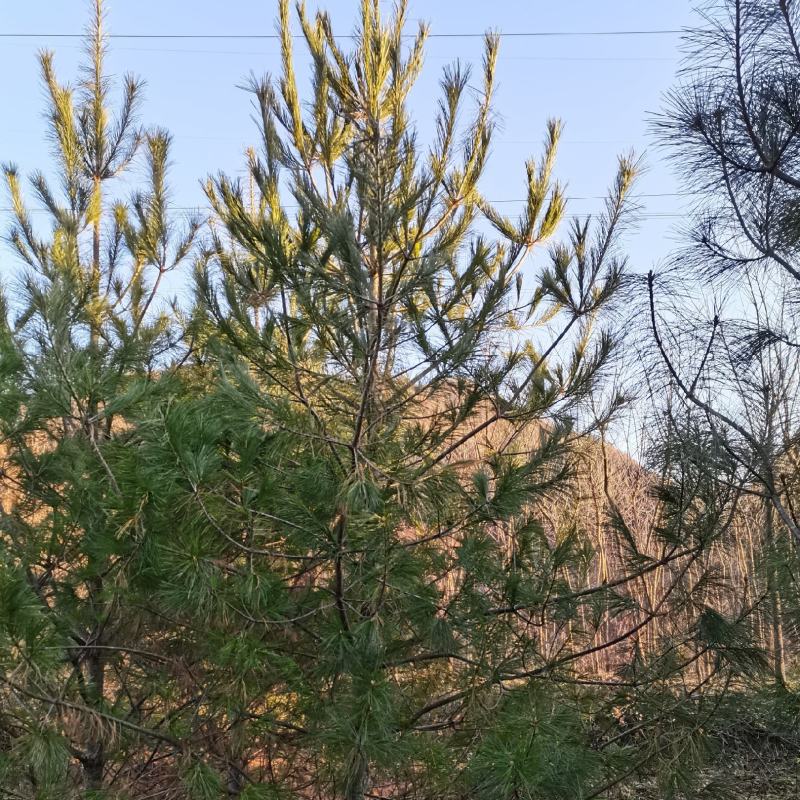 华山松。3到5米华山松。量大，一手货源。战地工程苗都有货