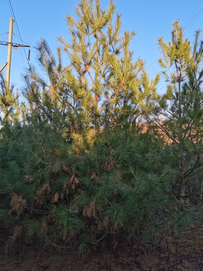华山松。3到5米华山松。量大，一手货源。战地工程苗都有货