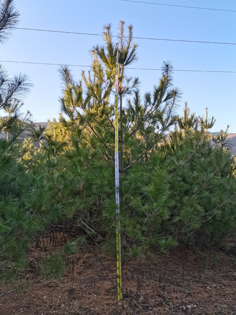 华山松。3到5米华山松。量大，一手货源。战地工程苗都有货