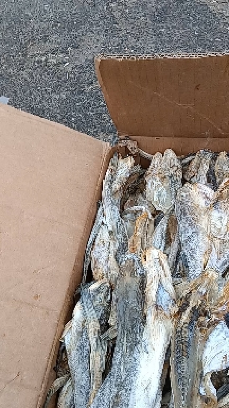 鱼皮，淡干，嚼劲十足，麻辣油炸均可，沾化地区一手货源
