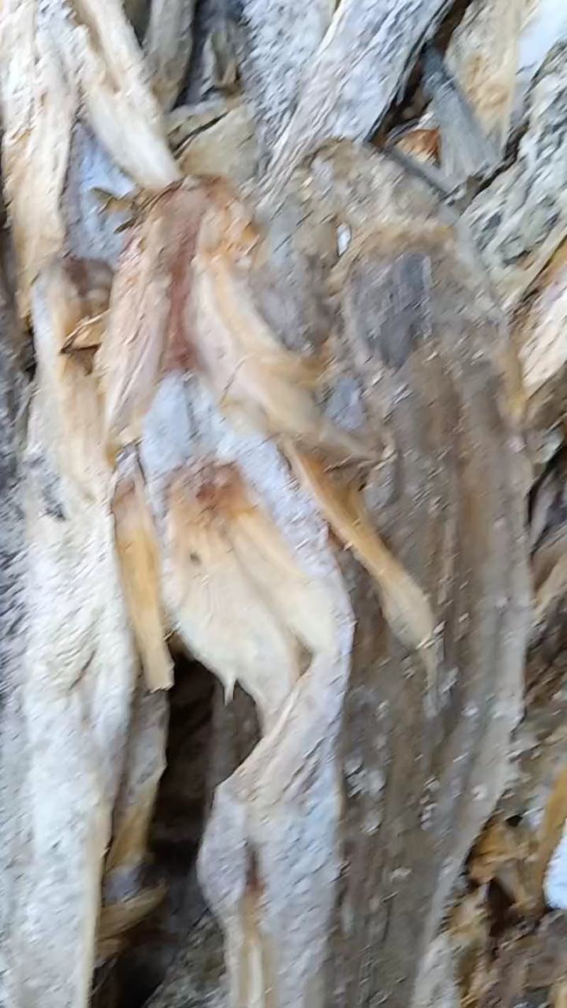 鱼皮，淡干，嚼劲十足，麻辣油炸均可，沾化地区一手货源
