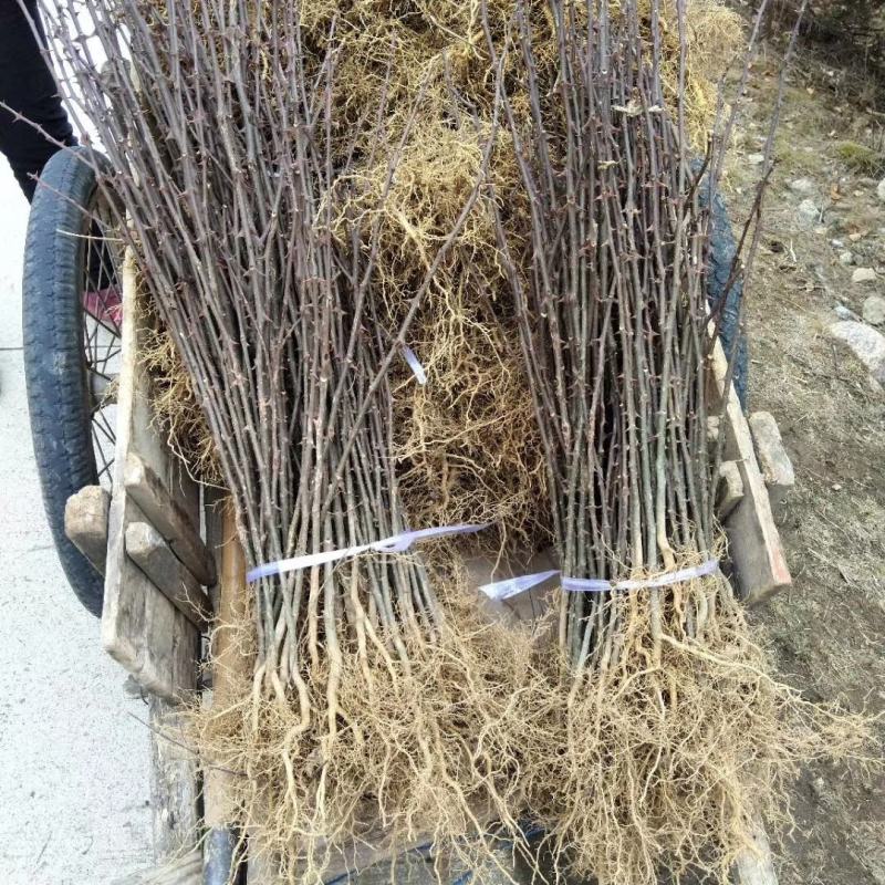 鸡爪槭苗，杜仲苗，山茱萸苗，花椒苗，凤椒花椒苗。