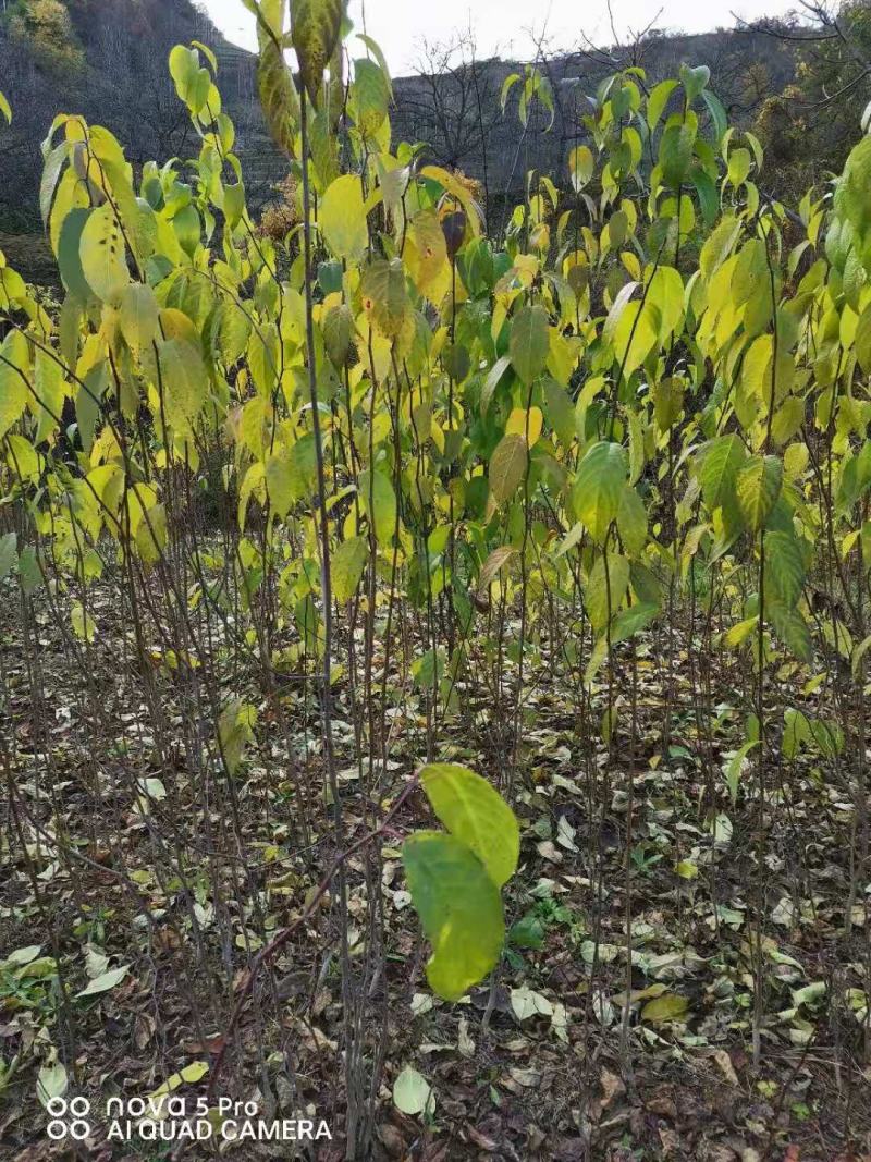 鸡爪槭苗，杜仲苗，山茱萸苗，花椒苗，凤椒花椒苗。