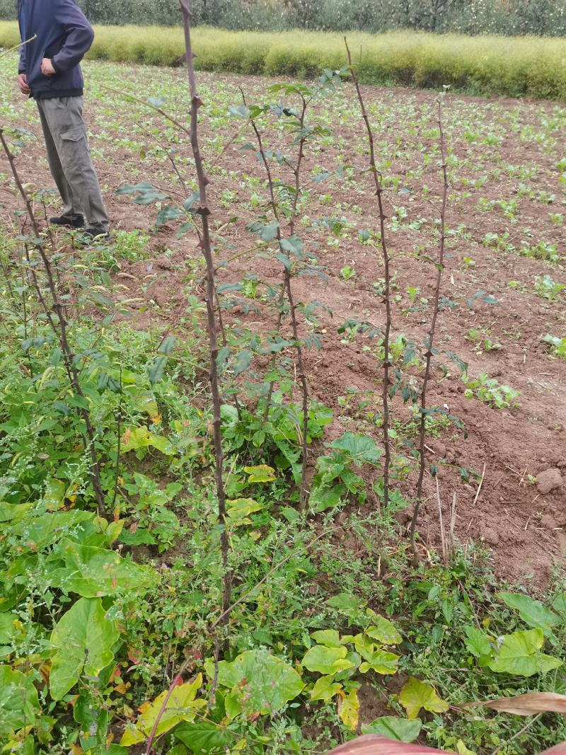 鸡爪槭苗，杜仲苗，山茱萸苗，花椒苗，凤椒花椒苗。