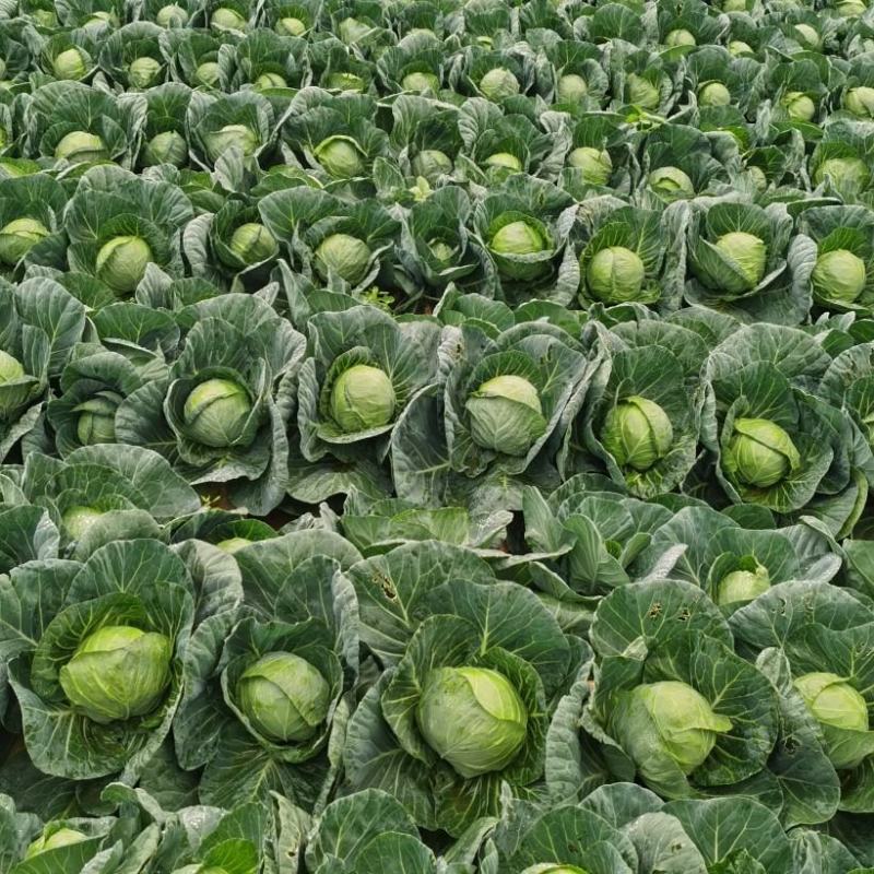 福建漳浦甘蓝菜大量新鲜上市，货源充足，现摘现发，基地直销