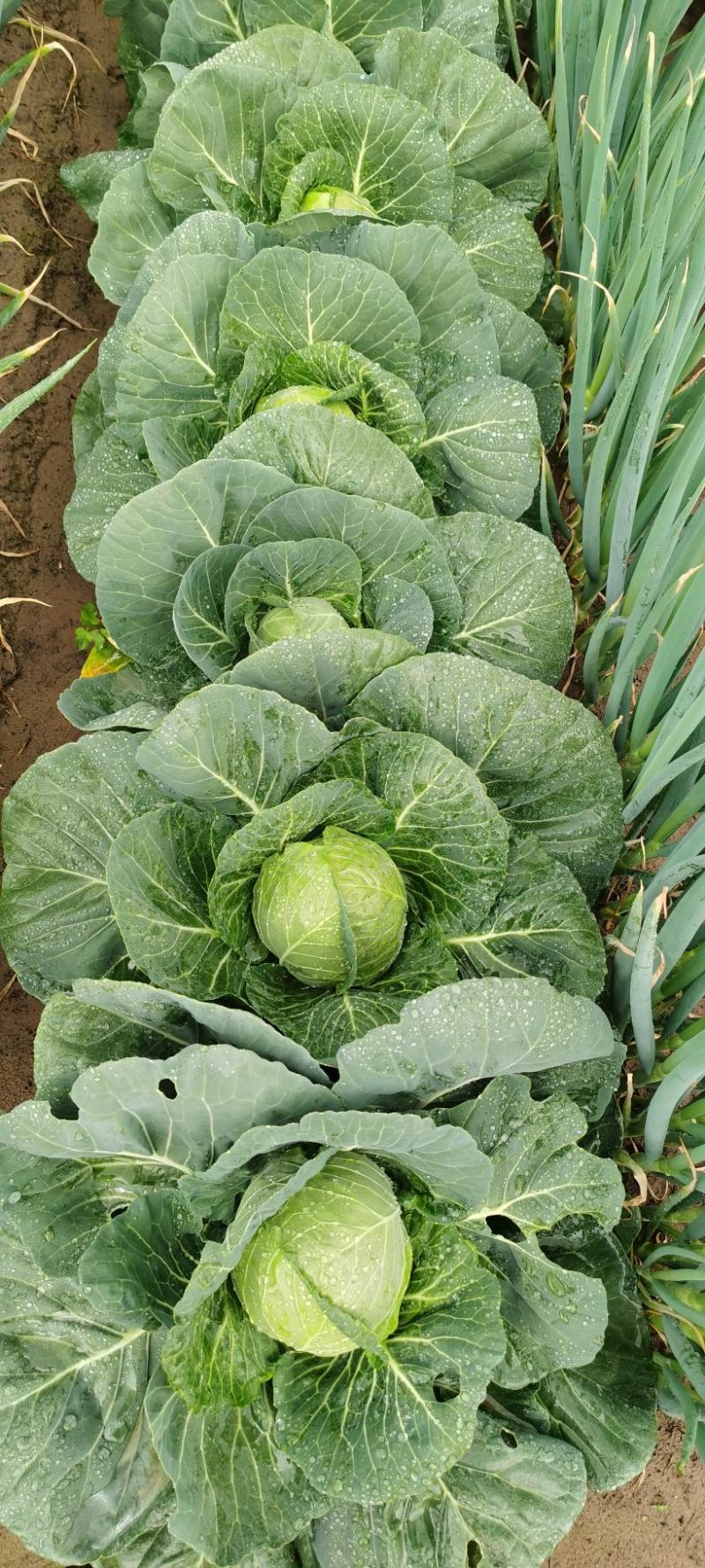 福建漳浦甘蓝菜大量新鲜上市，货源充足，现摘现发，基地直销