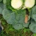 福建漳浦甘蓝菜大量新鲜上市，货源充足，现摘现发，基地直销