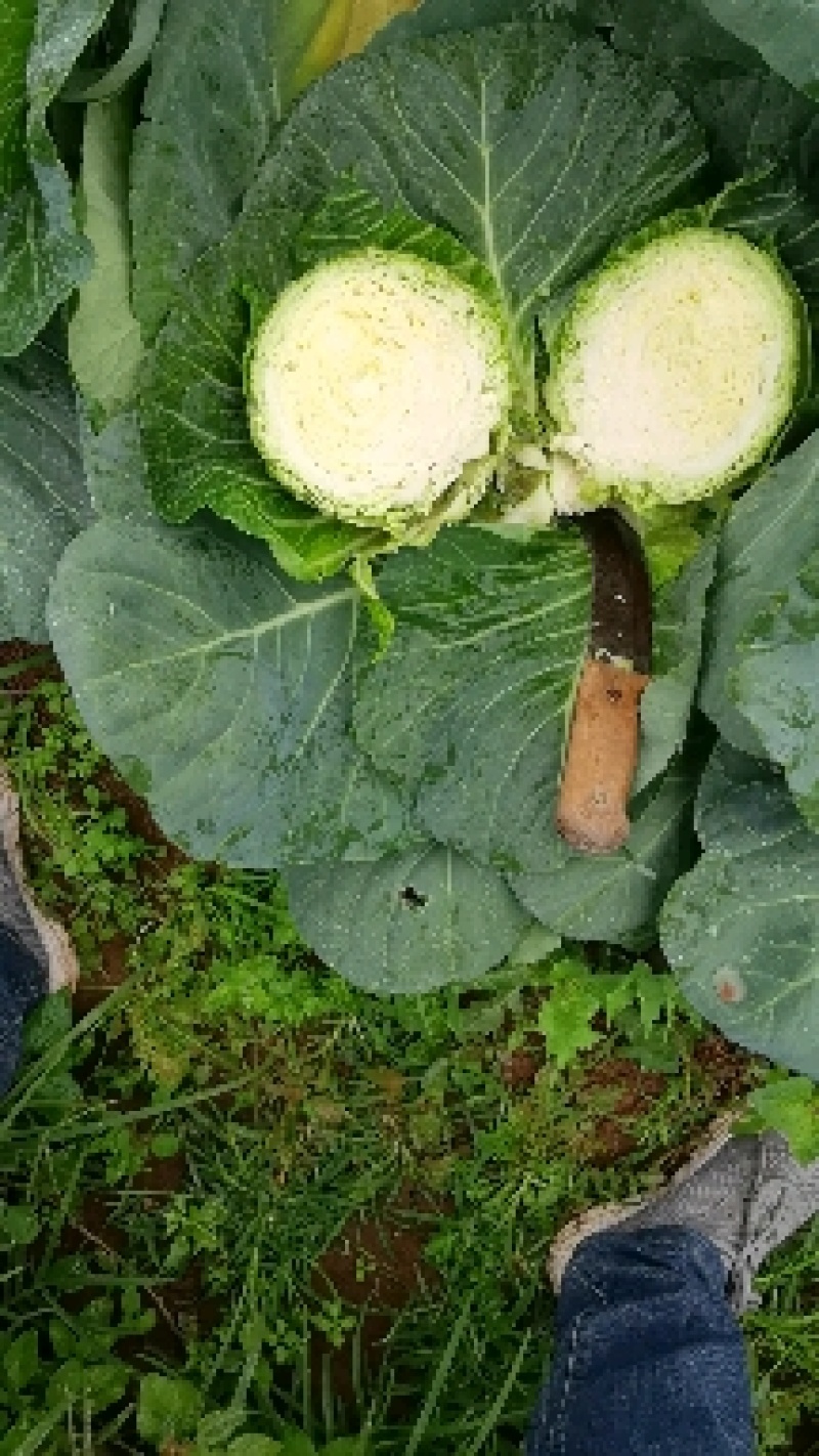 福建漳浦甘蓝菜大量新鲜上市，货源充足，现摘现发，基地直销