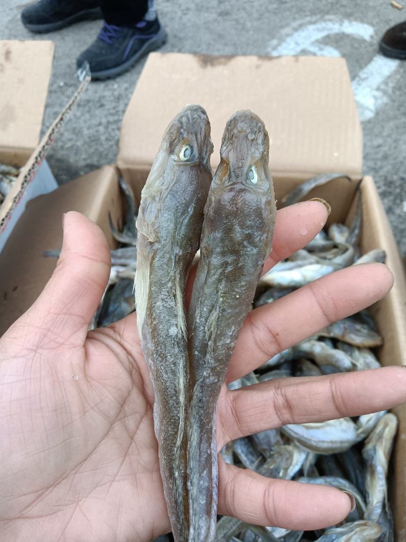 鱼皮，淡干，嚼劲十足，麻辣油炸均可，沾化地区一手货源