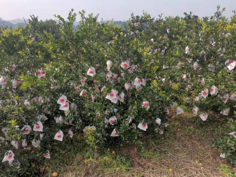 丑橘大量供应，货源充足，甜度13左右，口感脆甜，接受订货