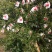 丑橘大量供应，货源充足，甜度13左右，口感脆甜，接受订货